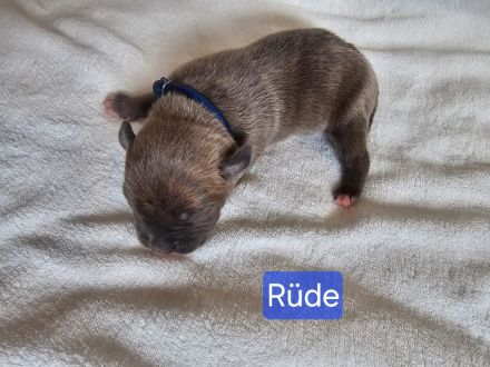 American Bully Welpen