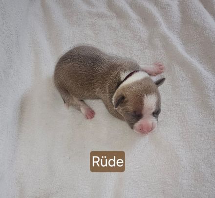 American Bully Welpen