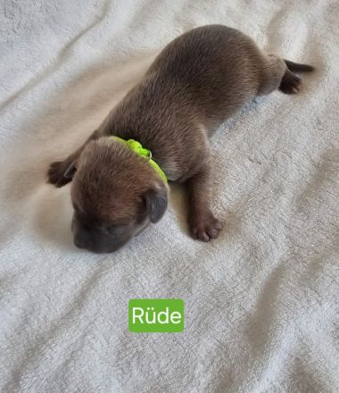 American Bully Welpen