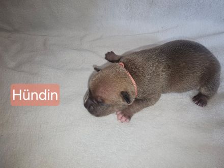 American Bully Welpen