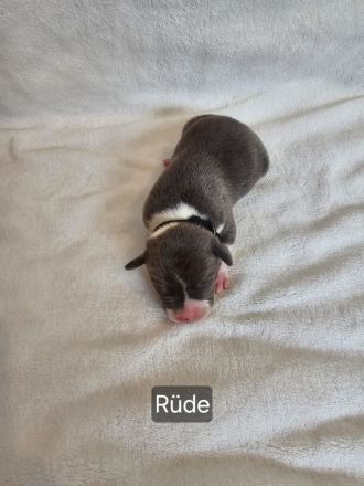 American Bully Welpen