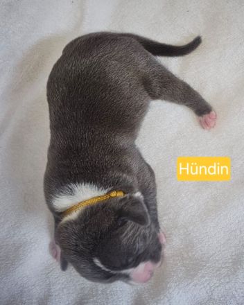 American Bully Welpen