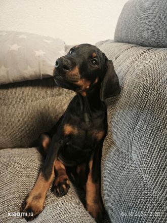 Dobermann Welpen