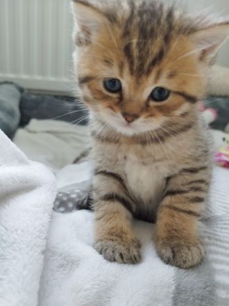 BKH Kitten abgabebereit !!!! 2xgeimpft!!!!