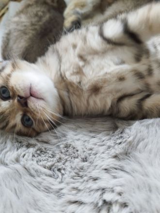 BKH Kitten abgabebereit !!!! 2xgeimpft!!!!