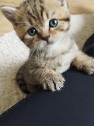 BKH Kitten abgabebereit !!!! 2xgeimpft!!!!