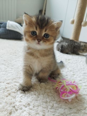 BKH Kitten abgabebereit !!!! 2xgeimpft!!!!