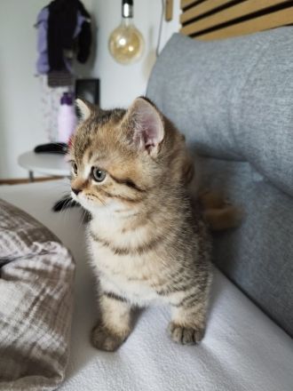 BKH Kitten abgabebereit !!!! 2xgeimpft!!!!