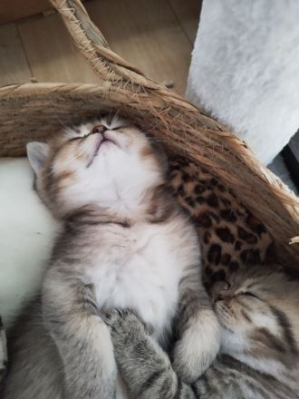 BKH Kitten abgabebereit !!!! 2xgeimpft!!!!