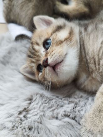 BKH Kitten abgabebereit !!!! 2xgeimpft!!!!