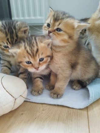 BKH Kitten abgabebereit !!!! 2xgeimpft!!!!