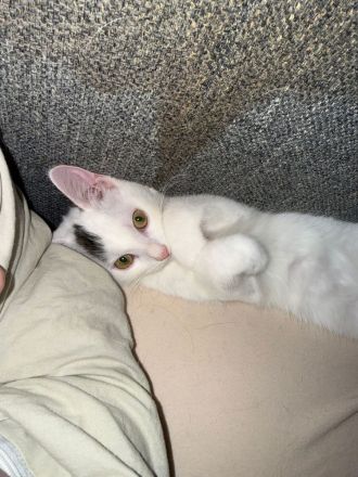 Katzenbaby sucht zuhause