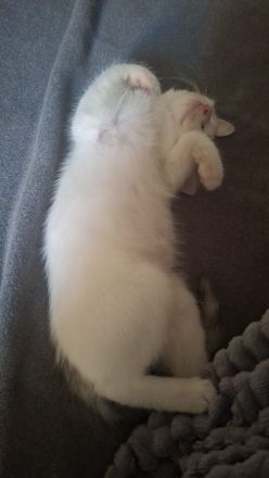 Katzenbaby sucht zuhause