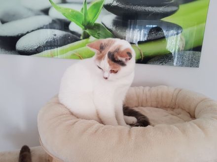 Wunderschöne Britisch Kurzhaar Katze blau-tortie-weiß sucht Traumfamilie