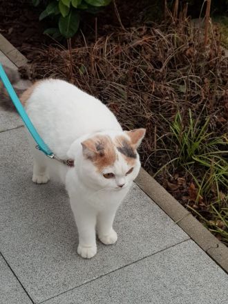 Wunderschöne Britisch Kurzhaar Katze blau-tortie-weiß sucht Traumfamilie