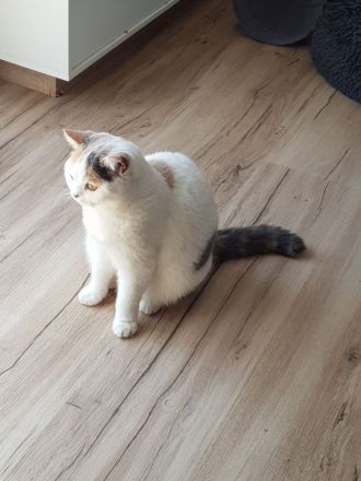 Wunderschöne Britisch Kurzhaar Katze blau-tortie-weiß sucht Traumfamilie