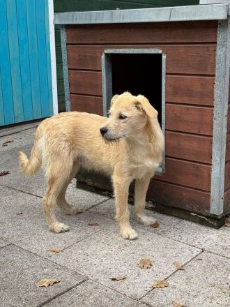 Barny, ein sensibles kleines Seelchen, das ein liebevolles Zuhause sucht, 5 Monate, 41 cm (wachsend)