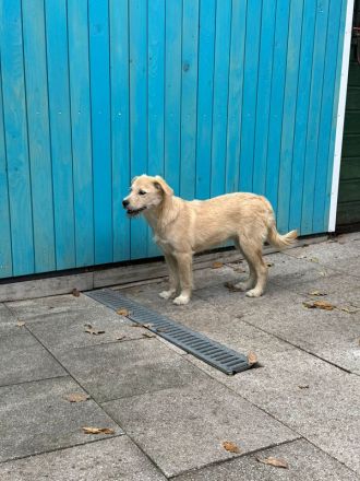 Barny, ein sensibles kleines Seelchen, das ein liebevolles Zuhause sucht, 5 Monate, 41 cm (wachsend)