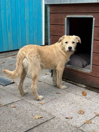 Barny, ein sensibles kleines Seelchen, das ein liebevolles Zuhause sucht, 5 Monate, 41 cm (wachsend)