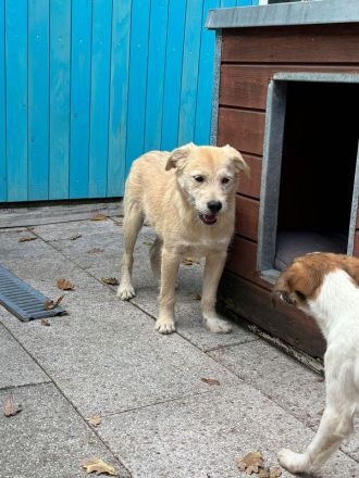 Barny, ein sensibles kleines Seelchen, das ein liebevolles Zuhause sucht, 5 Monate, 41 cm (wachsend)