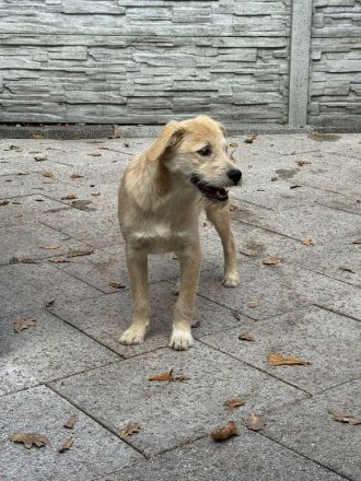 Barny, ein sensibles kleines Seelchen, das ein liebevolles Zuhause sucht, 5 Monate, 41 cm (wachsend)