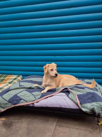 Barny, ein sensibles kleines Seelchen, das ein liebevolles Zuhause sucht, 5 Monate, 41 cm (wachsend)