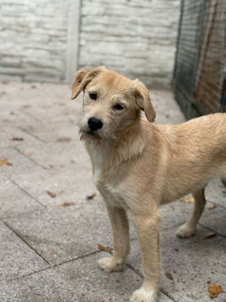 Barny, ein sensibles kleines Seelchen, das ein liebevolles Zuhause sucht, 5 Monate, 41 cm (wachsend)