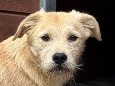 Barny, ein sensibles kleines Seelchen, das ein liebevolles Zuhause sucht, 5 Monate, 41 cm (wachsend)