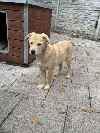 Barny, ein sensibles kleines Seelchen, das ein liebevolles Zuhause sucht, 5 Monate, 41 cm (wachsend)