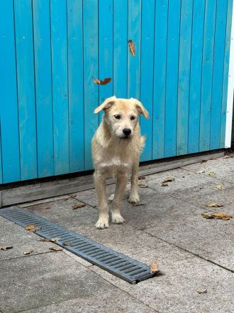 Barny, ein sensibles kleines Seelchen, das ein liebevolles Zuhause sucht, 5 Monate, 41 cm (wachsend)
