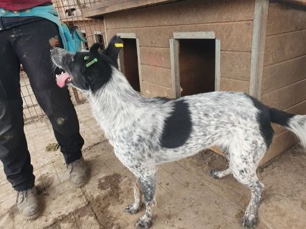 Meggi, eine menschenbezogene, richtig Gute-Laune-Hündin! 2 Jahre, 54 cm