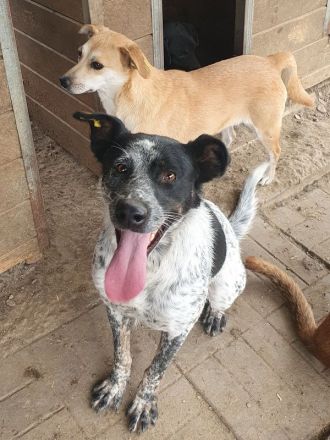 Meggi, eine menschenbezogene, richtig Gute-Laune-Hündin! 2 Jahre, 54 cm