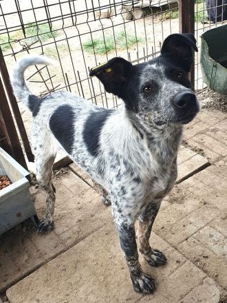 Meggi, eine menschenbezogene, richtig Gute-Laune-Hündin! 2 Jahre, 54 cm