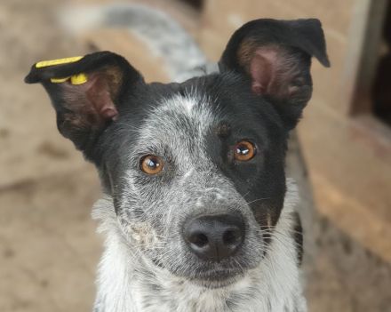 Meggi, eine menschenbezogene, richtig Gute-Laune-Hündin! 2 Jahre, 54 cm