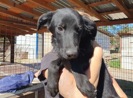 Miller, sensibler, lieber Hund auf der Suche nach einfühlsame Menschen, 6 Monate, 51 cm