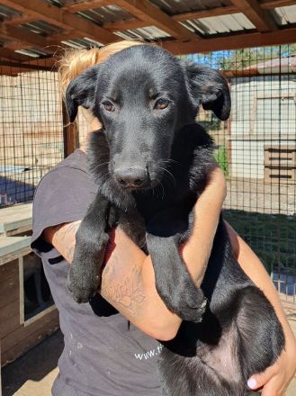 Miller, sensibler, lieber Hund auf der Suche nach einfühlsame Menschen, 6 Monate, 51 cm