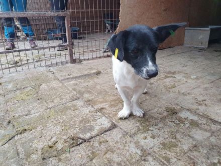 Tabasco, kleiner Herzenshund, bereit für ein Leben an der Seite seiner Menschen, 9 Monate, 37 cm