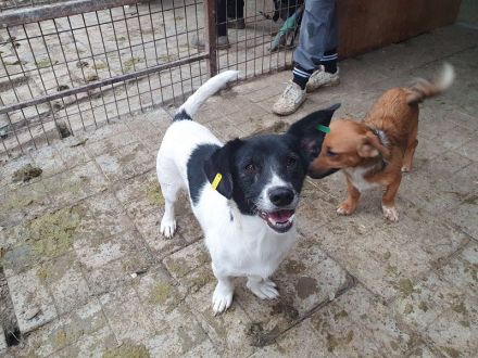 Tabasco, kleiner Herzenshund, bereit für ein Leben an der Seite seiner Menschen, 9 Monate, 37 cm