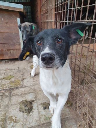 Tabasco, kleiner Herzenshund, bereit für ein Leben an der Seite seiner Menschen, 9 Monate, 37 cm