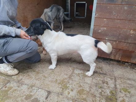 Tabasco, kleiner Herzenshund, bereit für ein Leben an der Seite seiner Menschen, 9 Monate, 37 cm