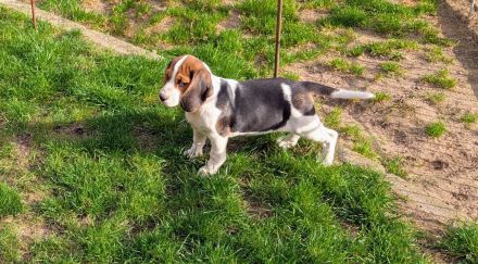 Beagle Mädchen abzugeben !
