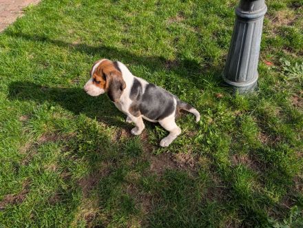 Beagle Mädchen abzugeben !
