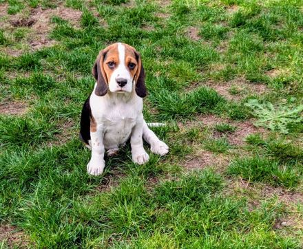 Beagle Mädchen abzugeben !