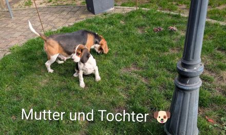 Beagle Mädchen abzugeben !