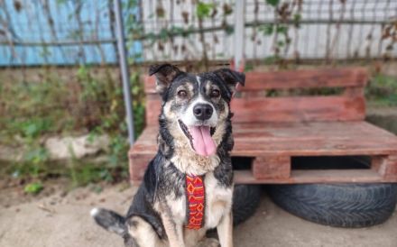 Schmusebär Ari sucht sein Zuhause