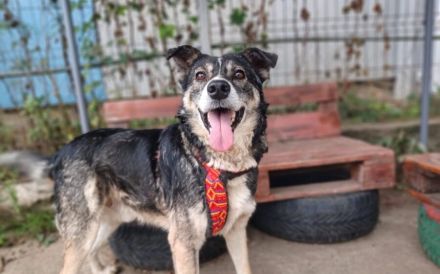 Schmusebär Ari sucht sein Zuhause