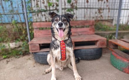 Schmusebär Ari sucht sein Zuhause