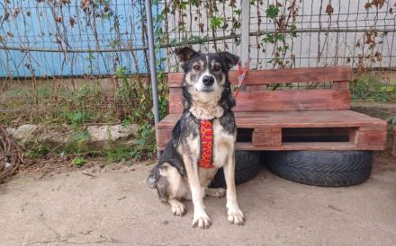 Schmusebär Ari sucht sein Zuhause