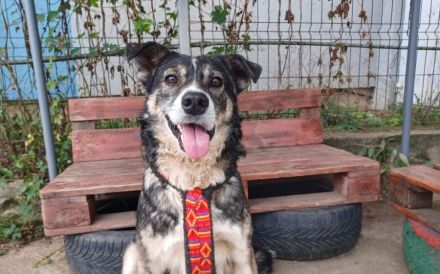 Schmusebär Ari sucht sein Zuhause