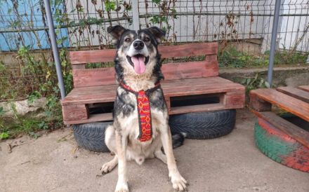 Schmusebär Ari sucht sein Zuhause